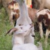 Pflanzen und Tiere