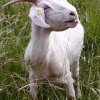 Pflanzen und Tiere