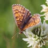 Pflanzen und Tiere