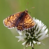 Pflanzen und Tiere