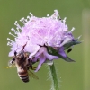 Pflanzen und Tiere