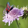 Pflanzen und Tiere
