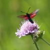 Pflanzen und Tiere