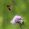 Pflanzen und Tiere