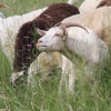 Pflanzen und Tiere