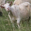 Pflanzen und Tiere