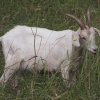 Pflanzen und Tiere