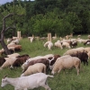 Pflanzen und Tiere