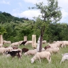 Pflanzen und Tiere