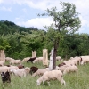 Pflanzen und Tiere