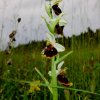 Pfullingen 03.06.2016