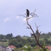 Pfullingen 03.06.2016