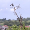 Pfullingen 03.06.2016
