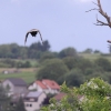 Pfullingen 03.06.2016