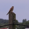 Pfullingen 03.06.2016
