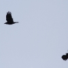 Pfullingen 27.01.2014
