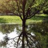 Pfullingen Entensee