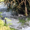 Pfullingen Entensee