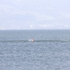 Rettungsübung Friedrichshafen