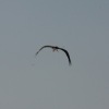 1dfh-rotor-live-105