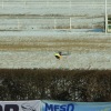 1dfh-rotor-live-151