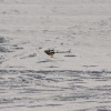 1dfh-rotor-live-71