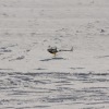 1dfh-rotor-live-72