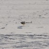 1dfh-rotor-live-74