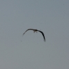 1dfh-rotor-live-105