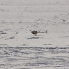 1dfh-rotor-live-73
