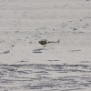 1dfh-rotor-live-74