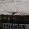 1dfh-rotor-live-89