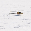 1dfh-rotor-live-91