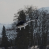 1dfh-rotor-live-96