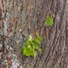 Salzmann Cup Hayingen