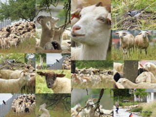 Schafe