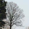 Schönberg 08.03.2014