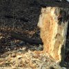 Schönberg 08.03.2014