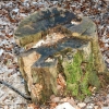 Schönberg 08.03.2014