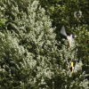 rc-heli.de Sommertreffen beim MFC-Dietzenbach
