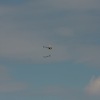 rc-heli.de Sommertreffen beim MFC-Dietzenbach