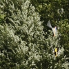rc-heli.de Sommertreffen beim MFC-Dietzenbach