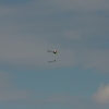 rc-heli.de Sommertreffen beim MFC-Dietzenbach