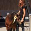 Reitturnier Pfullingen 17.08.2014
