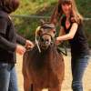 Reitturnier Pfullingen 17.08.2014
