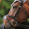 Reitturnier Pfullingen 17.08.2014