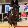 Reitturnier Pfullingen 17.08.2014