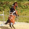 Reitturnier Pfullingen 17.08.2014