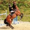 Reitturnier Pfullingen 17.08.2014