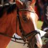 Reitturnier Pfullingen 17.08.2014